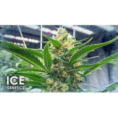 Bruce Banner Auto, Фасовка: 10